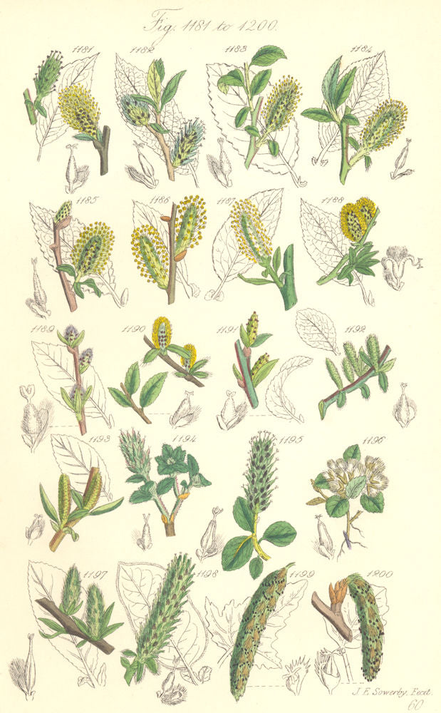 WILD FLOWERS. Bilberry-Whortle-Apple-leaved Woolly Willow; Poplar. SOWERBY 1890